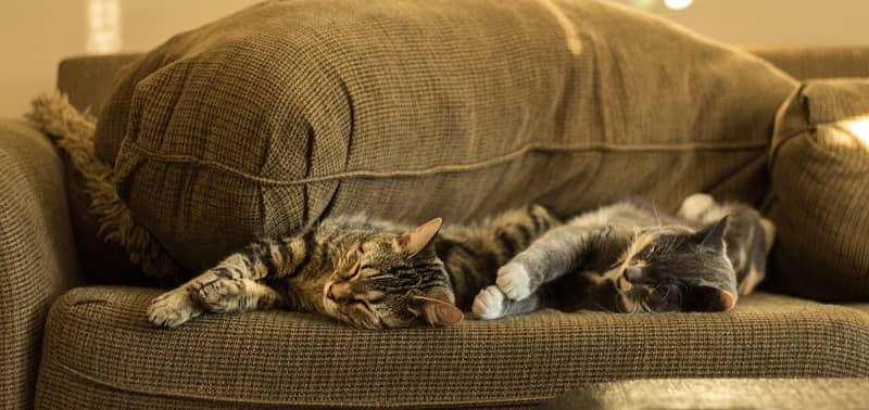 Comment enlever les poils de chat ? Toutes nos techniques !