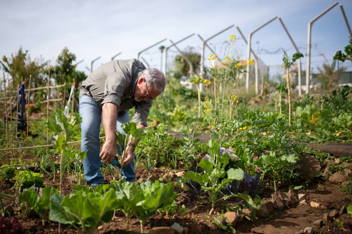 Un jardinier en train de tailler des plantes dans un potager