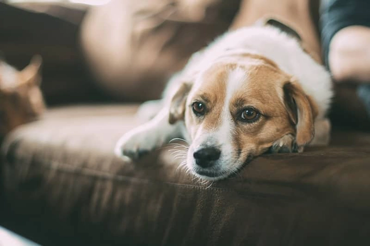 Un chien allongé sur un canapé