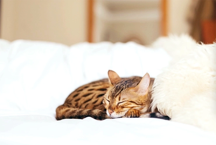 Chat qui dort sur un canapé