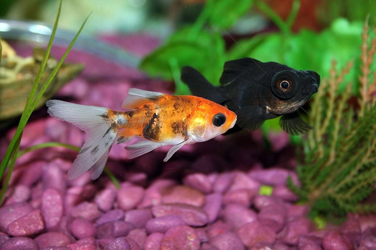 Deux poissons nageant dans un aquarium