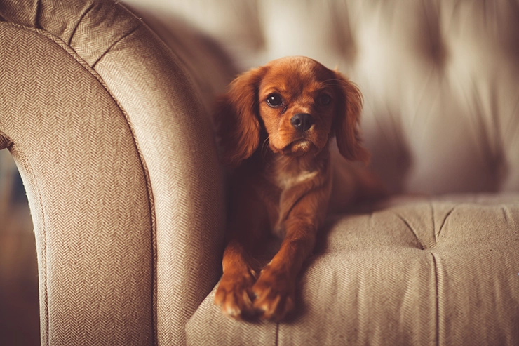 Un chiot sur un canapé en tissu